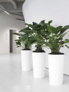 北京朝陽商務綠植租擺